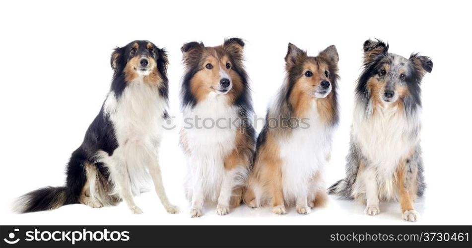 portrait of a purebred shetland dogs in front of white background