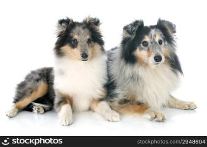 portrait of a purebred shetland puppy and adult in front of white background