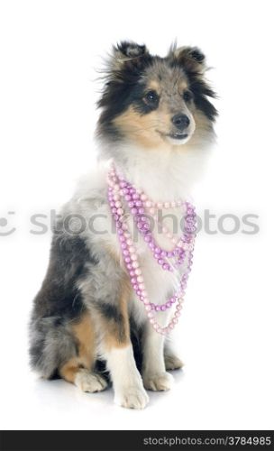 portrait of a purebred shetland puppy in front of white background