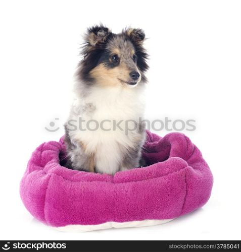 portrait of a purebred shetland puppy in front of white background