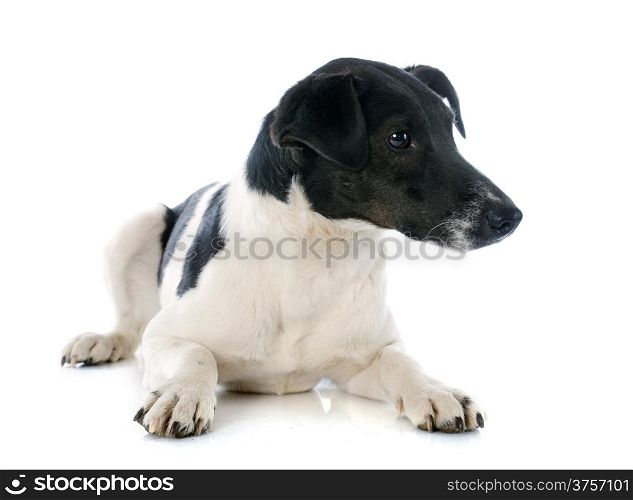 portrait of a purebred smooth fox terrier in front of white background
