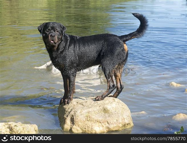 portrait of a purebred swimming rottweiler in a river