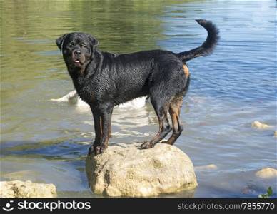 portrait of a purebred swimming rottweiler in a river