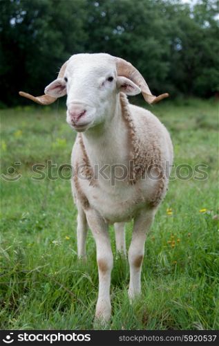 Portrait of a purebred Tarasconnais sheep