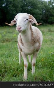 Portrait of a purebred Tarasconnais sheep