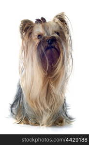 portrait of a purebred yorkshire terrier in front of white background