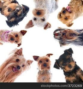 portrait of a purebred yorkshire terriers in front of white background