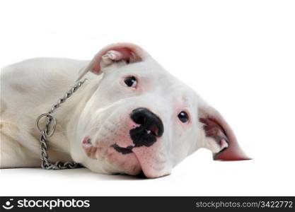 portrait of a purebred young argentinian dog in front of white background