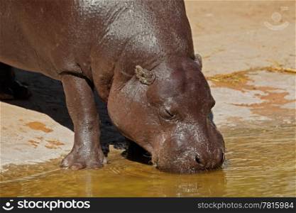 Portrait of a Pygmy hippopotamus (Choeropsis liberiensis)