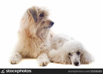 portrait of a pyrenean sheepdog and poodle in front of a white background