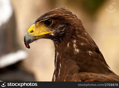 Portrait of a Raptor