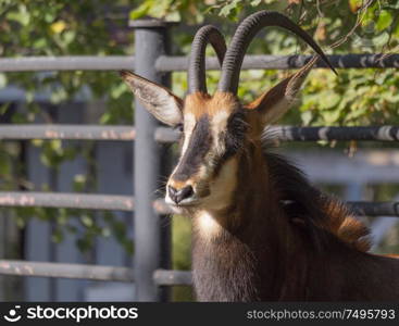 Portrait of a rare sable antelope Hippotragus niger.. Portrait of a rare sable antelope Hippotragus niger