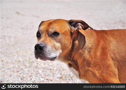 Portrait of a red American pit bull terrier looking away