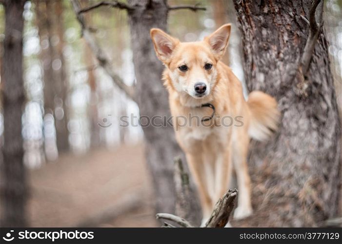 Portrait of a red dog on a pine forest background. Shallow depth of field, selective focus.