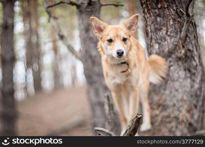 Portrait of a red dog on a pine forest background. Shallow depth of field, selective focus.