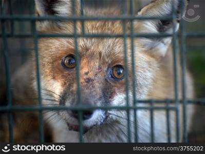 portrait of a red fox in cage