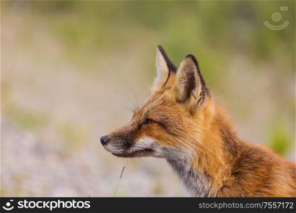 Portrait of a red fox (Vulpes vulpes) on a green background in summer season