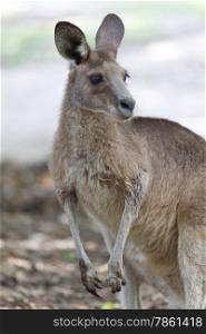 Portrait of a red Kangaroo in Queensland, Australia