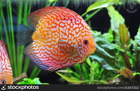 portrait of a red tropical Symphysodon discus fish in an aquarium