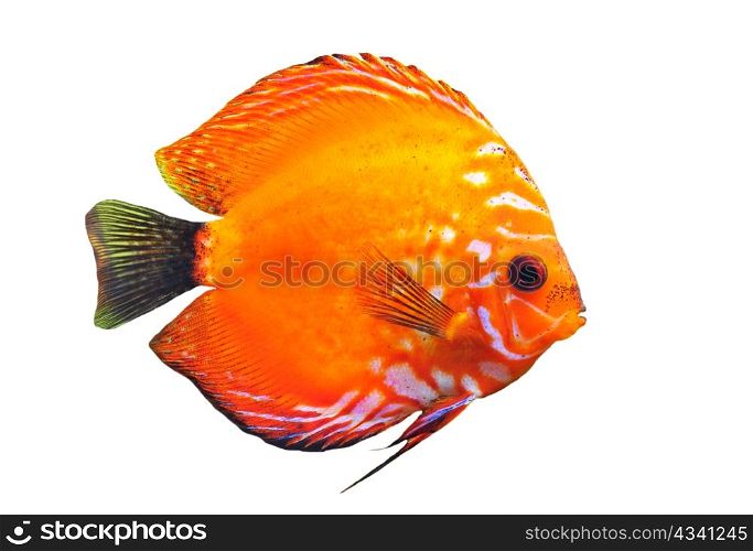 portrait of a red tropical Symphysodon discus fish on a white background