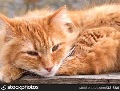 portrait of a redhead adult cat with a big mustache, close up