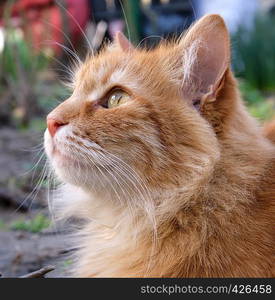 portrait of a redhead adult cat with a big mustache, close up