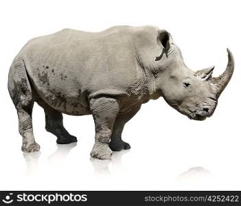 Portrait Of A Rhinoceros On White Background