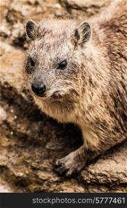 Portrait of a rock hyrax in his or her natural habitat.