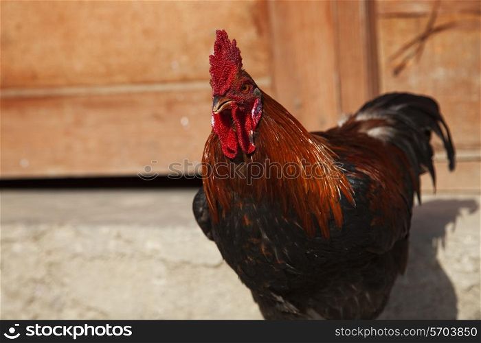 Portrait of a rooster close up