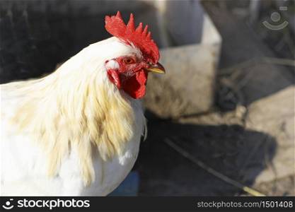 Portrait of a rooster. White beautiful adult cock.