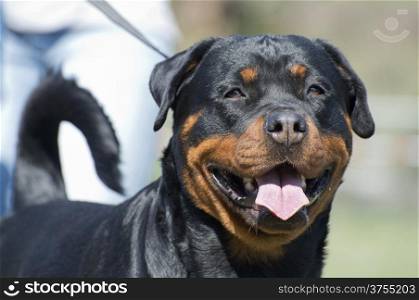 portrait of a rottweiler in a dog exposition