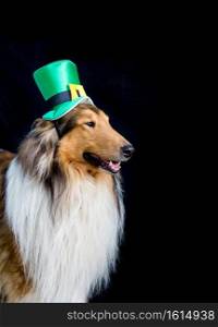 portrait of a Rough Collie dog with saint patrick&rsquo;s day top hat. portrait of a Rough Collie dog with saint patrick&rsquo;s day top hat isolated on black background