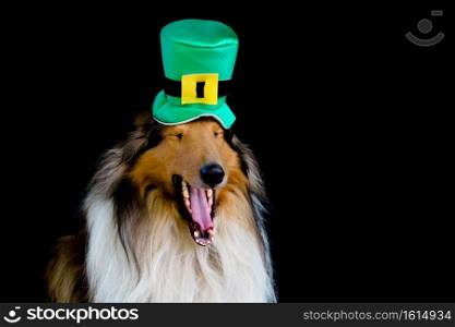 portrait of a Rough Collie dog with saint patrick’s day top hat. portrait of a Rough Collie dog with saint patrick’s day top hat isolated on black background