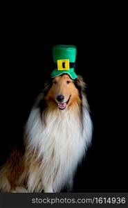 portrait of a Rough Collie dog with saint patrick’s day top hat. portrait of a Rough Collie dog with saint patrick’s day top hat isolated on black background