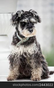 Portrait of a seated schnauzer. Natural background. Portrait of a seated schnauzer