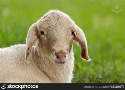 Portrait of a sheep on a green meadow in de center of Spain