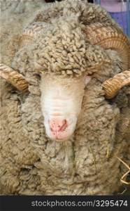 portrait of a sheep with big horns