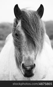 Portrait Of A Shetland Pony Roaming Free In The New Forest