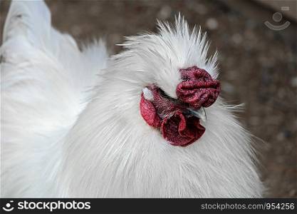 Portrait of a silk chicken male cock