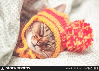 Portrait of a sleeping cat in a hat, the animal is sleeping, sick or relaxing. Abyssinian cat