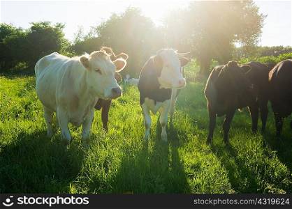 Portrait of a small group of cows in sunlit grassy field