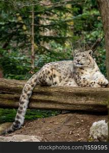 Portrait of a snow leopard, big cat lying on a tree trunk