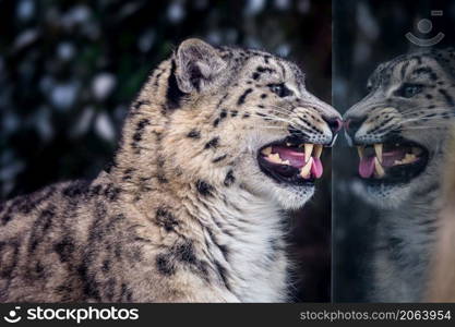 Portrait of a snow leopard with reflection in the glass.