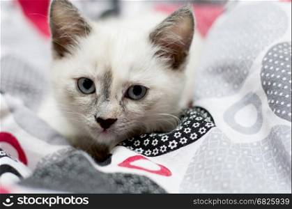 portrait of a snow-white kitten in a bed, a subject kittens
