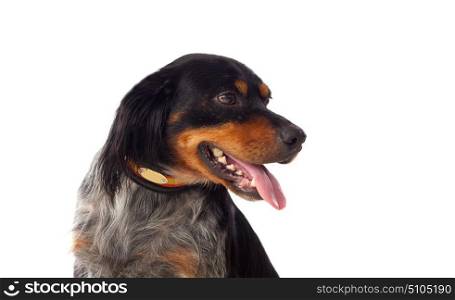 Portrait of a Spaniel Breton isolated on a white background