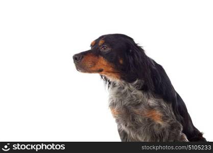 Portrait of a spaniel breton isolated on a white background