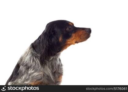 Portrait of a spaniel breton isolated on a white background