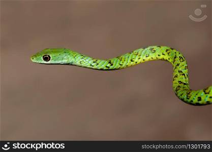 Portrait of a spotted bush snake (Philothamnus semivariegatus), South Africa