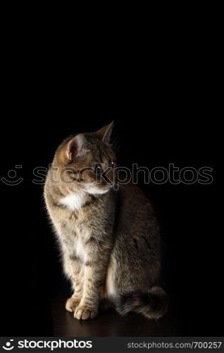 Portrait of a spotted, short-haired cat on a dark background
