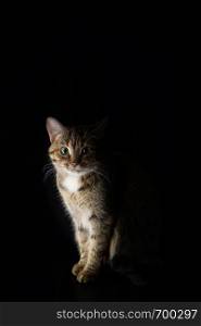Portrait of a spotted, short-haired cat on a dark background